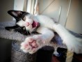 4Kitten (4)